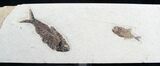 Double Diplomystus Fossil Fish Plate #8549-1